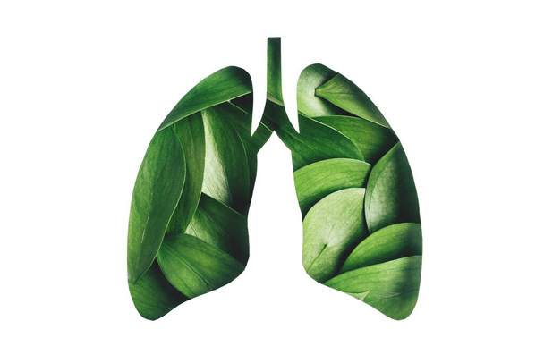 Fresh green leaves shaped in human lungs isolated on white background. - Foto, Imagem