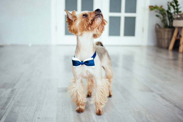 Un lindo perro con una pajarita azul en casa. Yorkshire Terrier. Estilo de vida. Homeliness
. - Foto, imagen