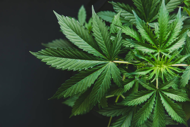 Growing cannabis indica , background green , hemp CBD , marijuana vegetation plants, cultivation cannabis, marijuana leaves, top view - Photo, Image