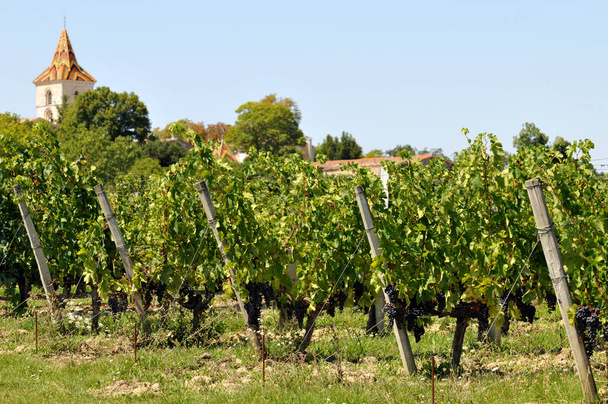 Gironde 'de Blaye yakınlarında Bordeaux üzüm bağı - Fotoğraf, Görsel