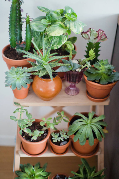 Colección de varias plantas suculentas en diferentes macetas de arcilla en un estante de madera
 - Foto, Imagen