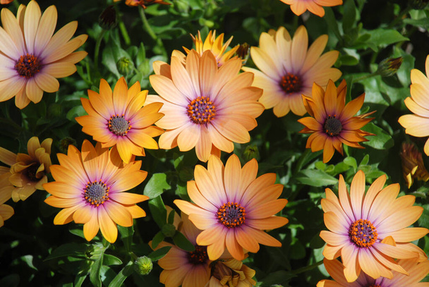 Orange osteospermum or dimorphotheca flowers in the flowerbed, orange flowers. - Photo, Image