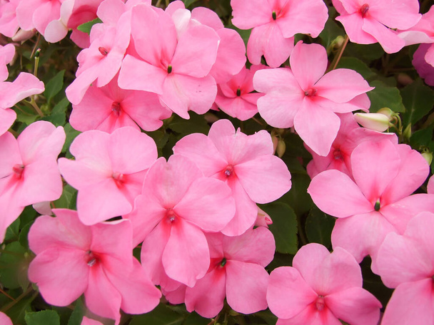 pink impatiens, Busy Lizzie, scientific name Impatiens walleriana flowers also called Balsam, flowerbed of blossoms in pink - Photo, Image