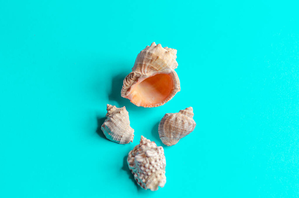 Sea shells on a pastel blue background. Summer concept, tourism, flat lay, copy space, top view. - Fotó, kép