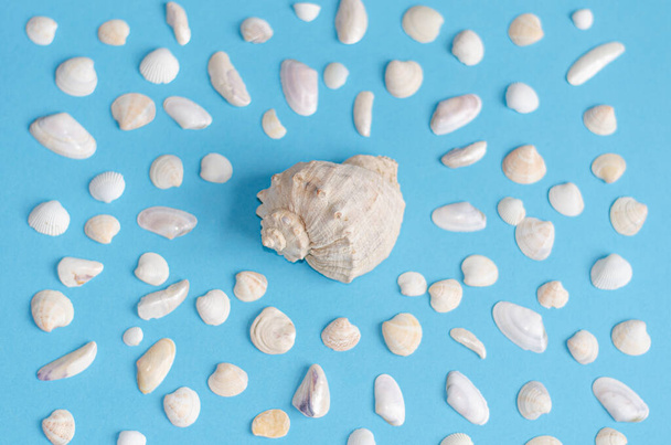 Sea shells on a pastel blue background. Summer concept, tourism, flat lay, copy space, top view. - Foto, Imagem