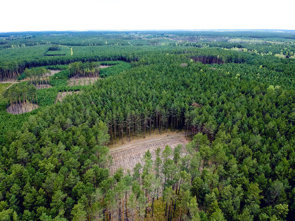 Tytu: Vista della deforestazione dall'alto. Parte vuota della vista sulla foresta dall'alto
. - Foto, immagini