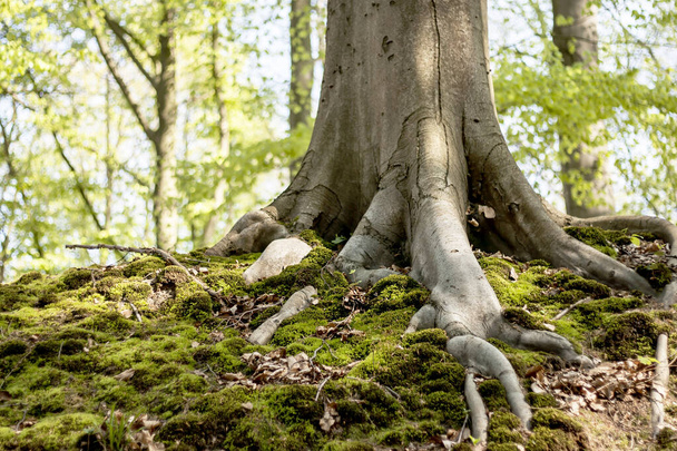 tree trunk close-up view - Φωτογραφία, εικόνα