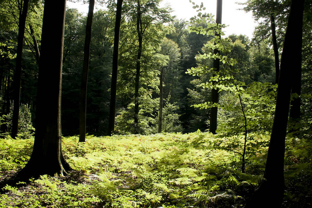 reforestation in sonian forest, belgium  - Fotoğraf, Görsel