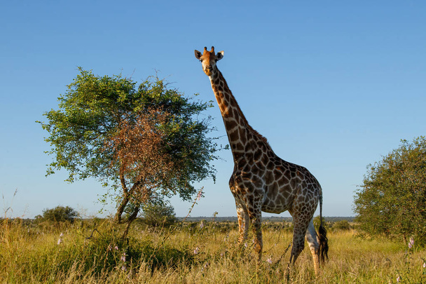 Żyrafa spacerująca po Parku Narodowym Kruger w Republice Południowej Afryki - Zdjęcie, obraz