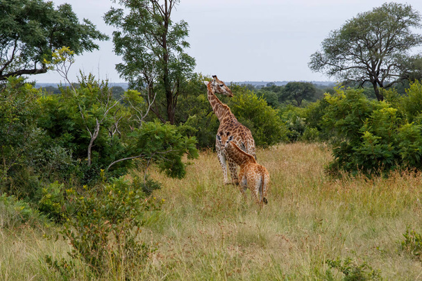 Matka i dziecko żyrafy w Parku Narodowym Kruger w Republice Południowej Afryki - Zdjęcie, obraz