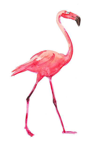 Pink flamingo bird. Watercolor illustration - Photo, Image