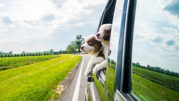 Dwa słodkie szczeniaki zerkają przez okno samochodu w ruchu - Zdjęcie, obraz