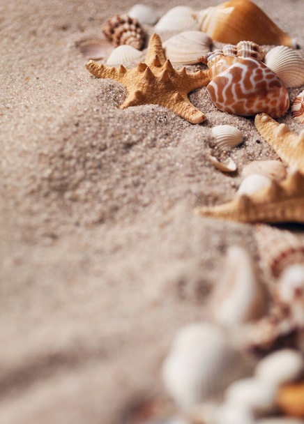 Sommerurlaub am Strand oder Urlaub im Hintergrund mit Sandmuscheln und Seesternen. Unscharfes Frontfoto. - Foto, Bild