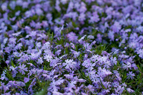 Lilac flowers, flowering carpet. Awl-shaped phlox. Garden work. Flowering plants. Garden flora. The beauty of nature.Flowers close-up on the whole background. - Photo, Image