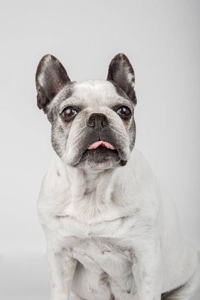 Studio portrait of french bulldog sitting looking towards camera and sticking out tongue on white background - Φωτογραφία, εικόνα