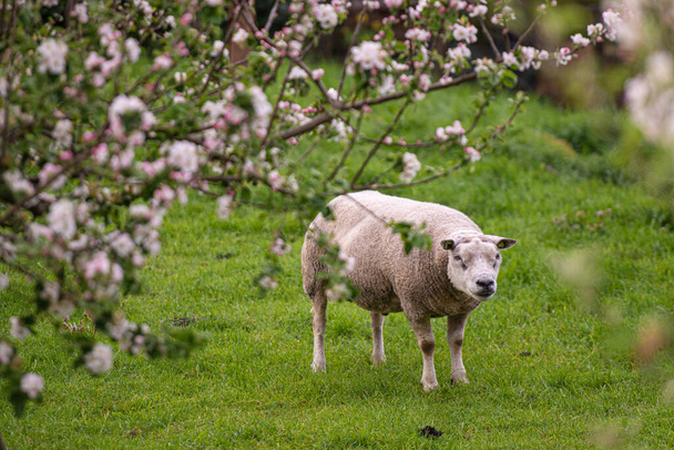 two sheep on a meadow in spring - Zdjęcie, obraz