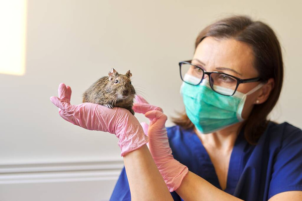 Rodent Chilean degu squirrel examined by doctor veterinarian, diagnosis and treatment of pets - Foto, imagen