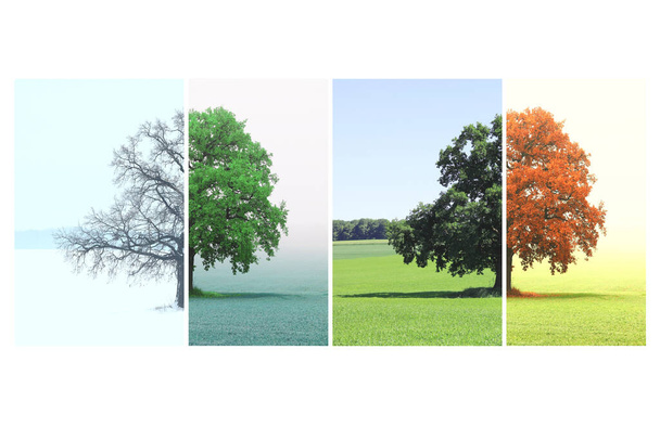 雪のない冬、草の上の葉のない春、緑の葉のある夏、四季の象徴として赤黄色の葉のある秋の孤独な木の抽象的なイメージ - 写真・画像