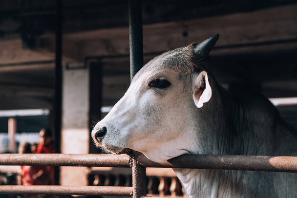 vacas bem tratadas bonitas em uma ecofazenda de leite. sagrada vaca hindu zebu em uma fazenda de laticínios chamada goshala. Hinduísmo, cuidar das vacas, estilo de vida
 - Foto, Imagem