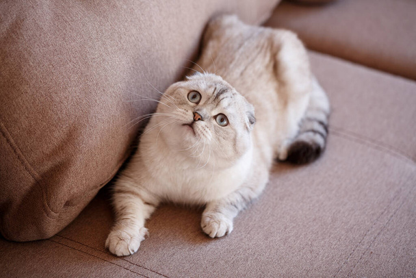 Lindo gato escocés pliega en el sofá. mira hacia arriba y observa. Concéntrate en la cara
. - Foto, imagen