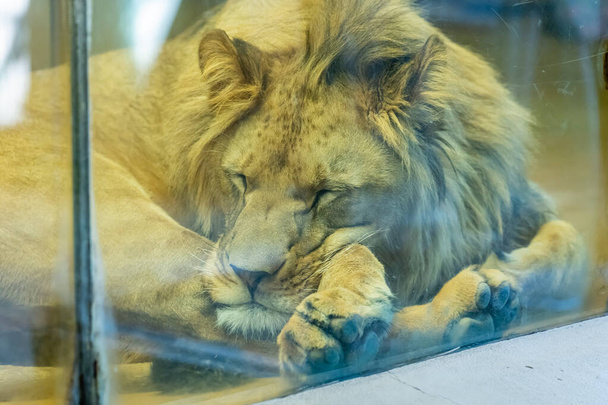 portrait d'un jeune lion mâle ennuyé derrière un verre dans un zoo, animal
 - Photo, image
