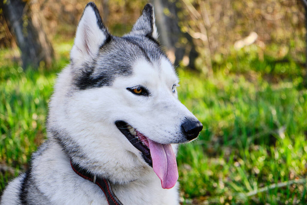 Muzzle gray colored dog Siberian husky breed with its tongue hanging out - Fotoğraf, Görsel
