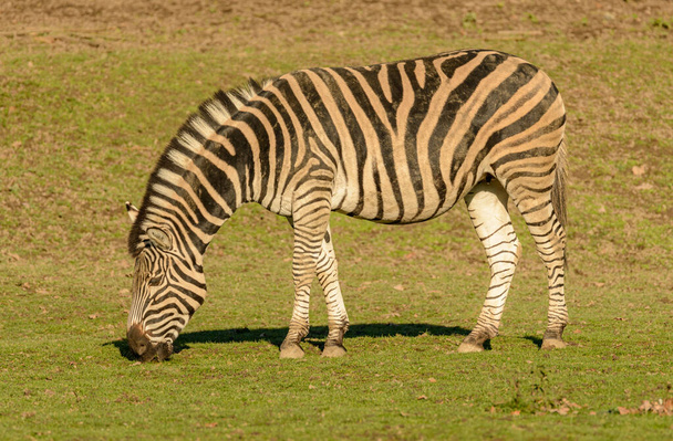 zebra grazing on grass in sun light in zoo - Photo, image