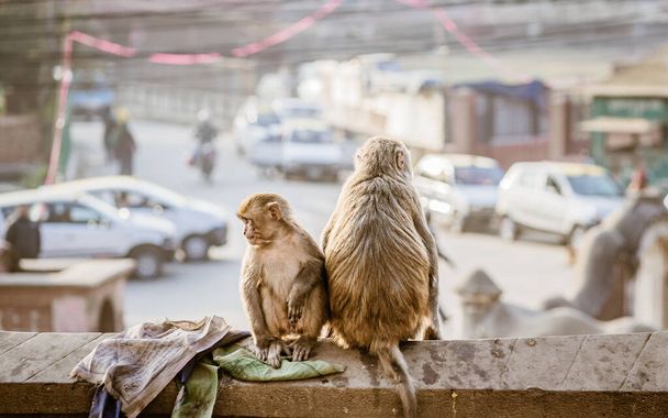 Macacos em Katmandu Data: 2020 Março; Exif: Iso125, 1 / 320s, F3.2, 85mm
 - Foto, Imagem