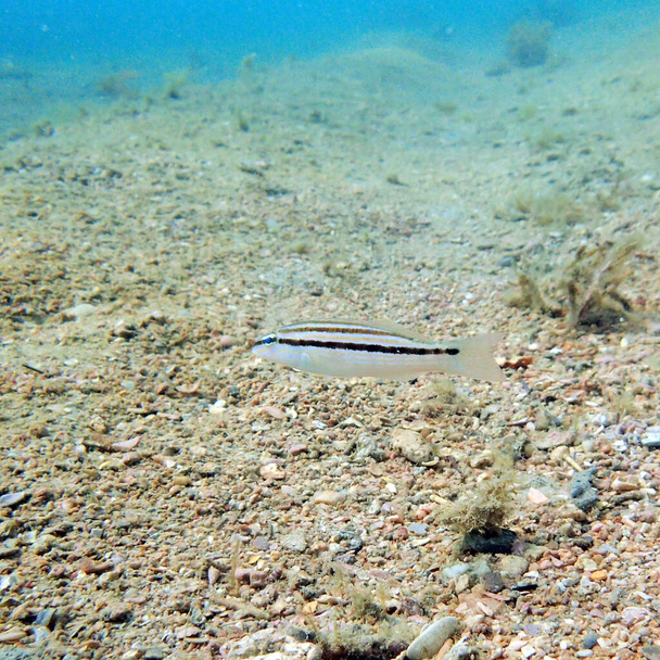 The slippery dick (Halichoeres bivittatus) is a species of wrasse native to shallow, tropical waters of the western Atlantic Ocean. - Photo, Image