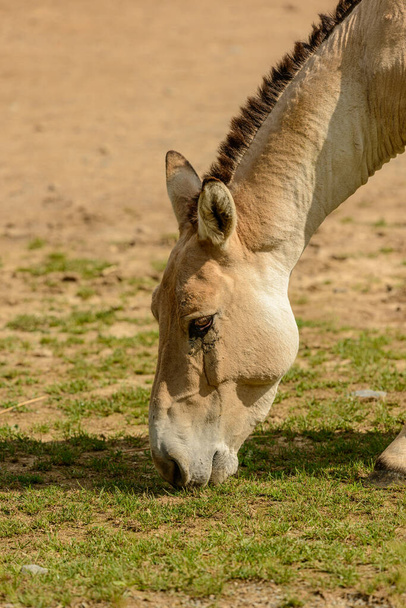 romige witte ezel eten gras uit de grond in dierentuin pilsen - Foto, afbeelding