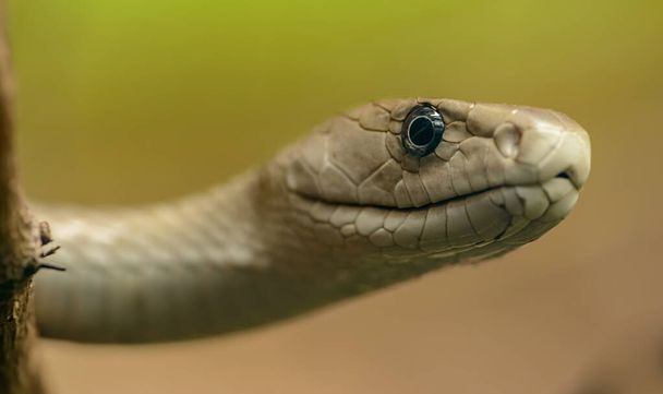 portret węża patrzącego zza gałęzi w zoo pilsen - Zdjęcie, obraz