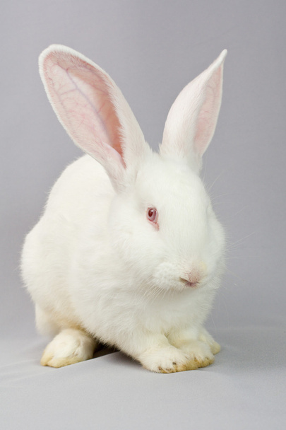 coniglio bianco su sfondo grigio - Foto, immagini