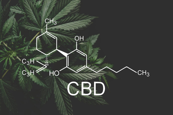 Fórmula CBD. maconha medicinal, CBD e elementos THC em Cannabis, indústria de cânhamo, cultivo de maconha, negócios de despanceria. canabinóides e saúde
, - Foto, Imagem