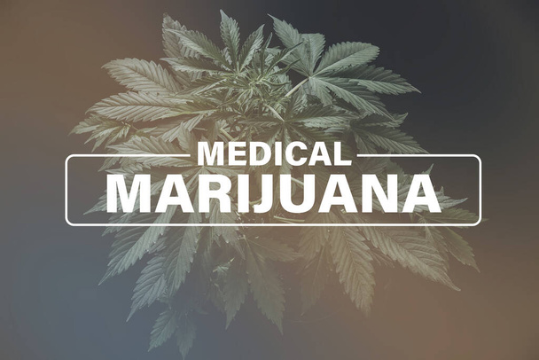 Medical marijuana, background green, marijuana leaves, marijuana vegetation plants hemp, cultivation cannabis, Growing cannabis indica, - Fotoğraf, Görsel