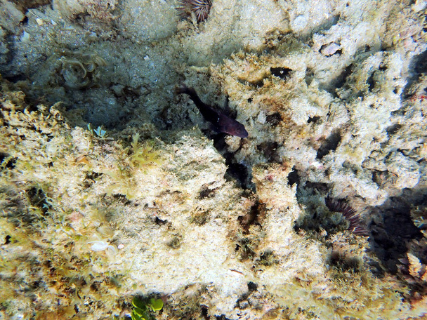 Kauniisti värikäs blenny-kala istuu meren pohjalla kummallisesti ja varovaisesti katselemassa sukeltajaa ottamaan heistä kuvan.. - Valokuva, kuva