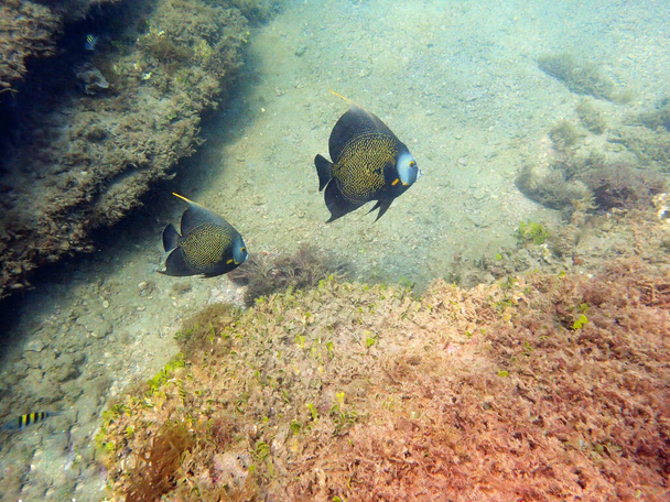 A beautifully colored French Angelfish swimming around the rock and coral reefs in the ocean.  Pomacanthus paru, or the French angelfish is a large angelfish of the family Pomacanthidae, found in the western Atlantic, Bahamas, Gulf of Mexico . - Photo, Image
