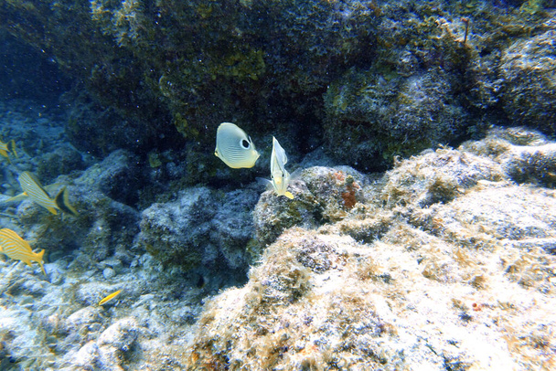 Vedenalainen kuva Four Eyed Butterflyfishistä tai Chaetodon capistratuksesta löytyy Länsi-Atlantilta, Bermudasta ja Karibialta.. - Valokuva, kuva