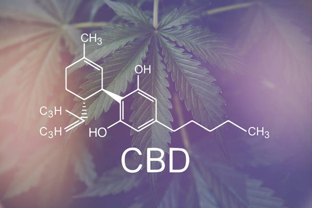 CBD formula. Growing Marijuana, despancery business. medical marijuana, CBD and THC elements in Cannabis, Hemp industry, cannabinoids and health, - Photo, Image
