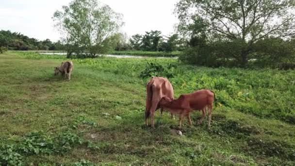Matka kráva krmí telata ve venkovské oblasti mlékem - Záběry, video