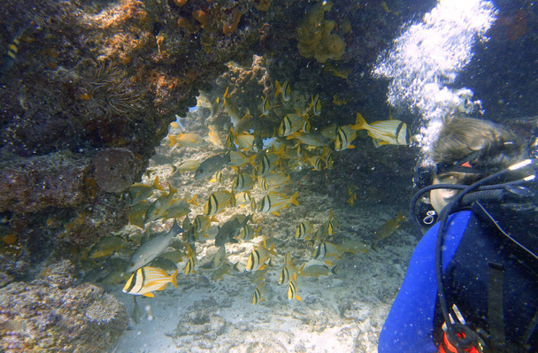 Μια υποβρύχια φωτογραφία ενός Porkfish ή Anisotremus virginicus, το οποίο είναι ένα είδος γρύλλου ενδημικό στο δυτικό Ατλαντικό Ωκεανό, την Καραϊβική Θάλασσα και τον Κόλπο του Μεξικού. - Φωτογραφία, εικόνα