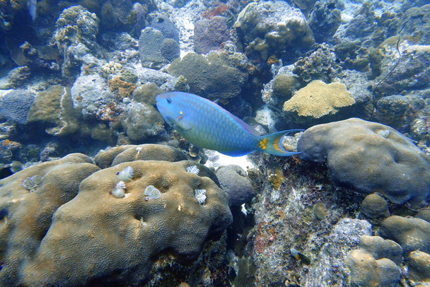 Μια υποβρύχια φωτογραφία ενός Parrotfish που κολυμπάει γύρω από τους βράχους και τους κοραλλιογενείς υφάλους στον ωκεανό. Parrotfish είναι μια πολύχρωμη ομάδα θαλάσσιων ειδών (95) που βρίσκονται σε σχετικά ρηχά τροπικά και υποτροπικά ωκεανούς σε όλο τον κόσμο. - Φωτογραφία, εικόνα