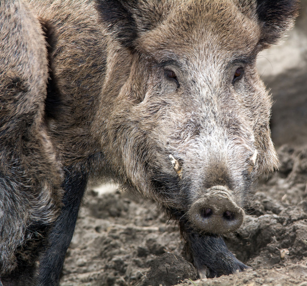 Wild boar - Foto, Bild