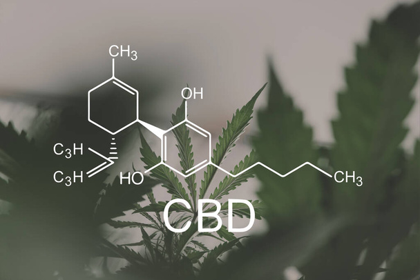 CBD formula. Hemp industry, despancery business. Growing Marijuana, CBD and THC elements in Cannabis, cannabinoids, and health, medical marijuana, - Photo, Image