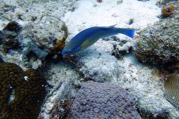 Μια υποβρύχια φωτογραφία ενός Parrotfish που κολυμπάει γύρω από τους βράχους και τους κοραλλιογενείς υφάλους στον ωκεανό. Parrotfish είναι μια πολύχρωμη ομάδα θαλάσσιων ειδών (95) που βρίσκονται σε σχετικά ρηχά τροπικά και υποτροπικά ωκεανούς σε όλο τον κόσμο. - Φωτογραφία, εικόνα