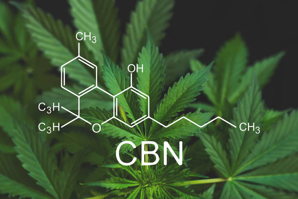 CBN formule, cannabinoïde. Het kweken van marihuana, hennep industrie, CBD en THC elementen in cannabis, cannabinoïden en gezondheid, Spaanse zaken. medicinale marihuana, - Foto, afbeelding