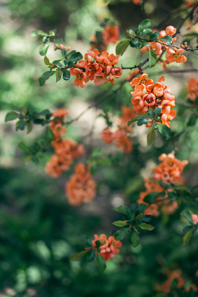 Belle branche d'un cognassier japonais en fleurs sur un jardin de printemps. Bel arbre de printemps
. - Photo, image