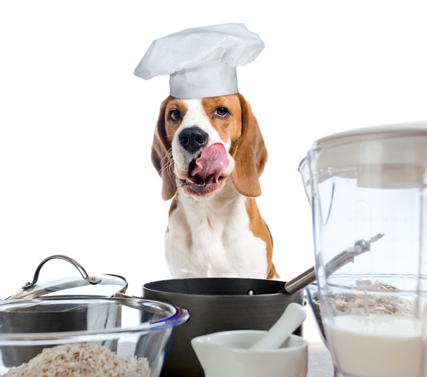 Beagle, στην κουζίνα - Φωτογραφία, εικόνα