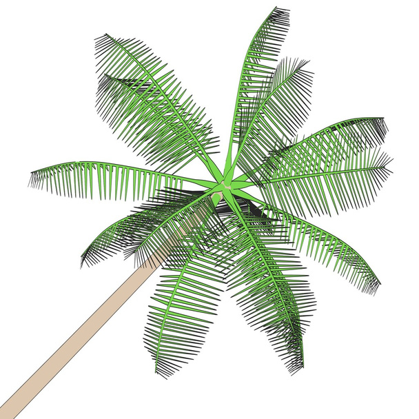 Cartoon image of palm tree - Photo, Image