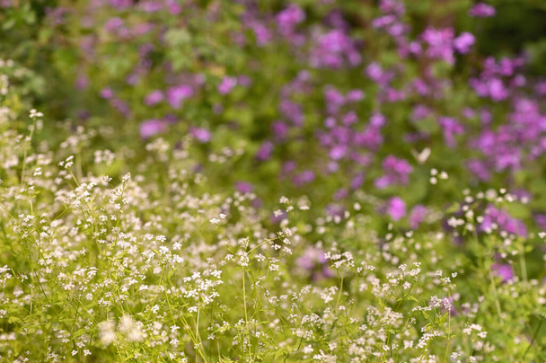 Severní Bedstraw (Galium Boreale) květiny v jarním lese - Fotografie, Obrázek