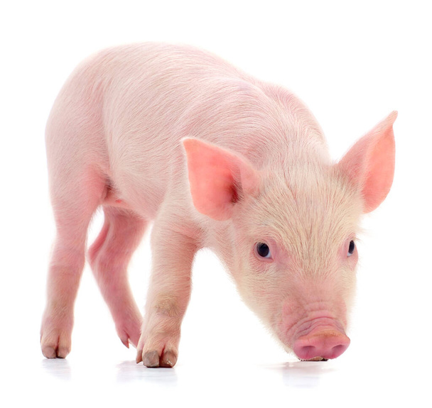 Μικρό ροζ γουρούνι που είναι απομονωμένο σε λευκό φόντο. - Φωτογραφία, εικόνα